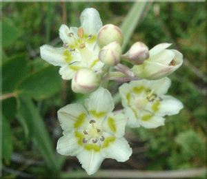 Garden Wild Flower
