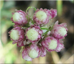 Wild Flower Seeds & Plants
